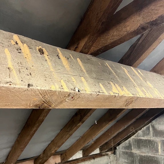 A roof timber among older rafters showing woodworm exit holes and orange-brown bore dust across its surface